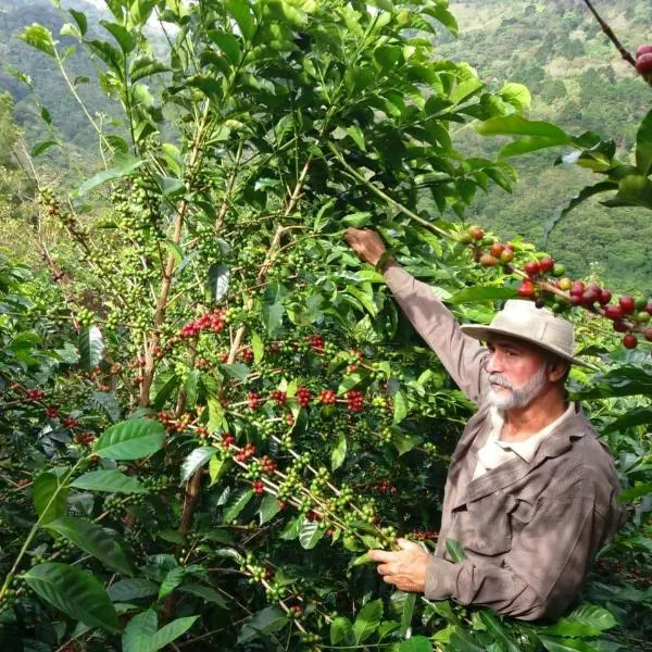 Finca Las Palomas, La Maravilla Natural Microlot - Aserrí