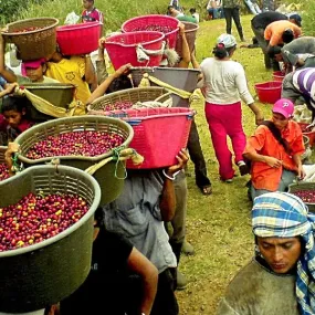 Finca Las Palomas, La Maravilla Natural Microlot - Aserrí