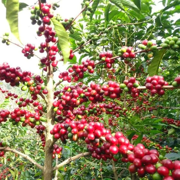 Finca Las Palomas, La Maravilla Natural Microlot - Aserrí